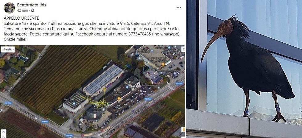 “Salvatore”, raro esemplare di ibis eremita è scomparso ad Arco, l’appello: “Temiamo che sia rimasto chiuso in una stanza”